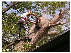 tree service